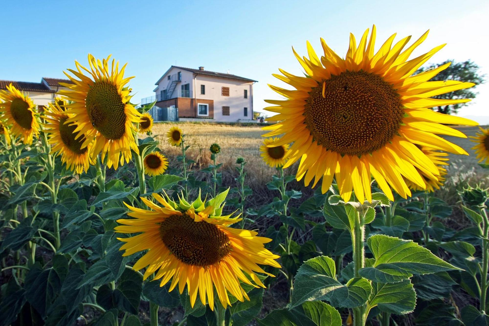 فيلا La Collina Del Girasole Montecastrilli المظهر الخارجي الصورة